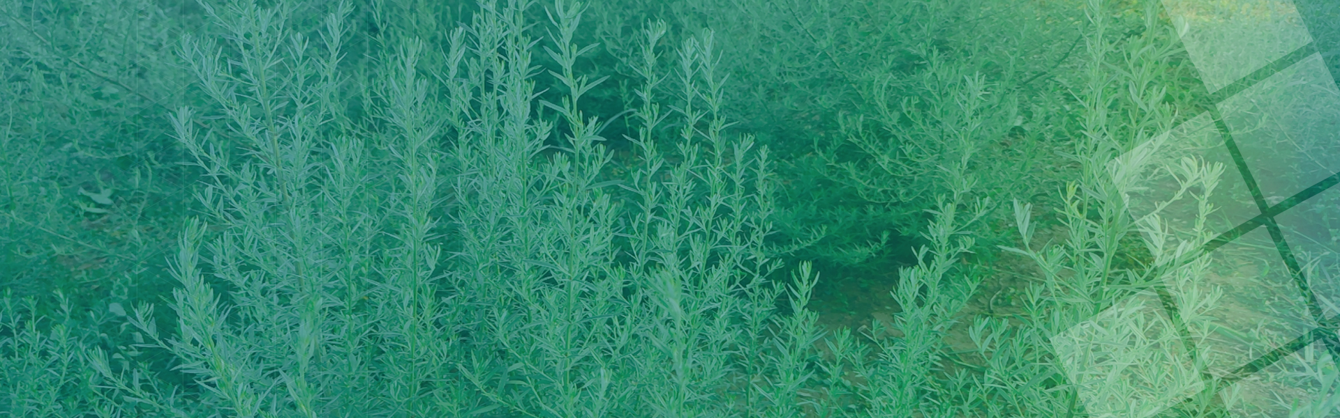 <strong>乡村旅游文化胜地</strong>