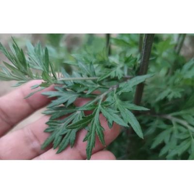 黄河口紫茎野海艾