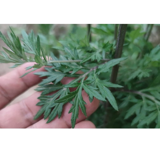 黄河口紫茎野海艾