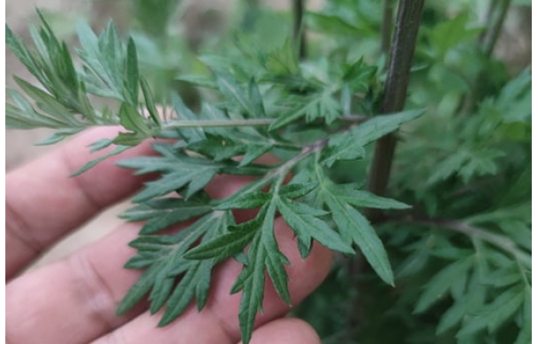 黄河口紫茎野海艾