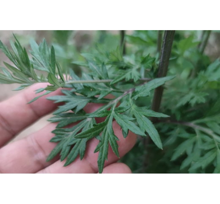 黄河口紫茎野海艾