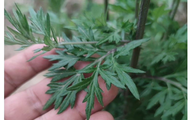 黄河口紫茎野海艾的种植效果展示